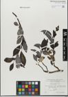 Foto von Salix glabra Scop.